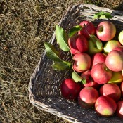 Country Life Apples